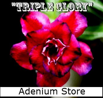 (image for) Rare Adenium \'Triple Glory\' 5 Seeds